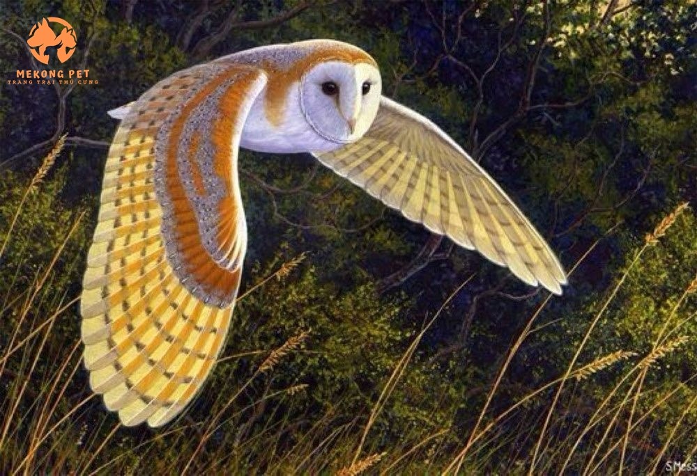 Mua bán chim cú mèo giống tại Tphcm